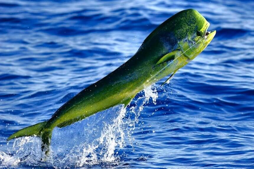 How to Grill Mahi Mahi: Tips and Tricks from Real Connoisseurs!